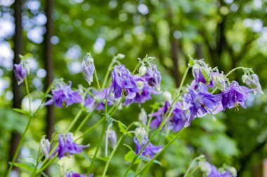 Mavi yapraklı bir bitkinin bahar tomurcukları