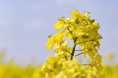 Sarı bitki tarlada yetişiyor.