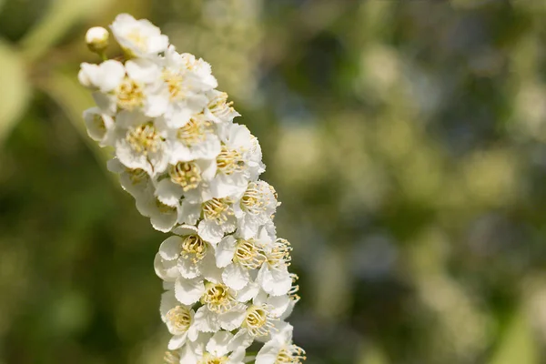 Heldere Knop Van Witte Lentebloemen Bomen — Stockfoto