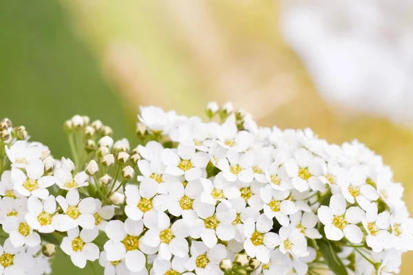 Voorjaar Bud Van Een Plant Met Tal Van Witte Bloemen — Stockfoto