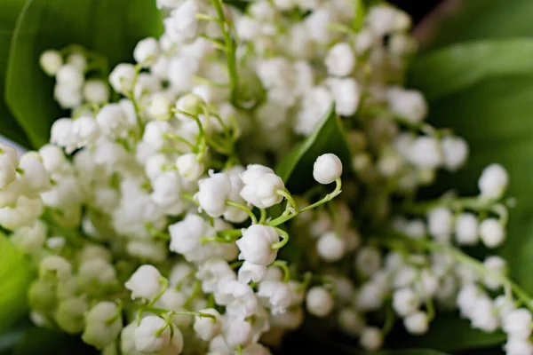 Boeket Van Eerste Witte Bloemen Van Lelie Van Vallei Het — Stockfoto