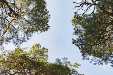 İlkbaharda parkta bir çam ağacı parçası.
