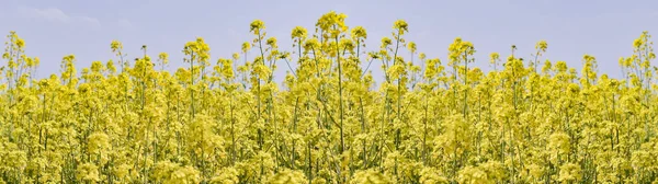 Roślina Rolnicza Licznymi Żółtymi Kwiatami — Zdjęcie stockowe