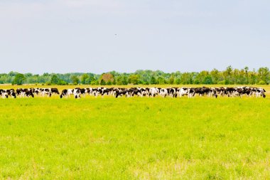 Açık bir tarlada geniş bir inek sürüsünü görmek