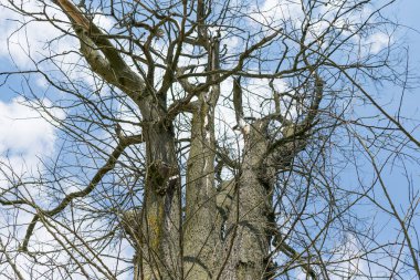 Kasabanın dışındaki kurumuş büyük ağaç.