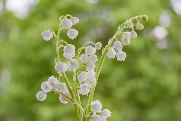 Boeket Van Eerste Witte Bloemen Van Lelie Van Vallei Het — Stockfoto