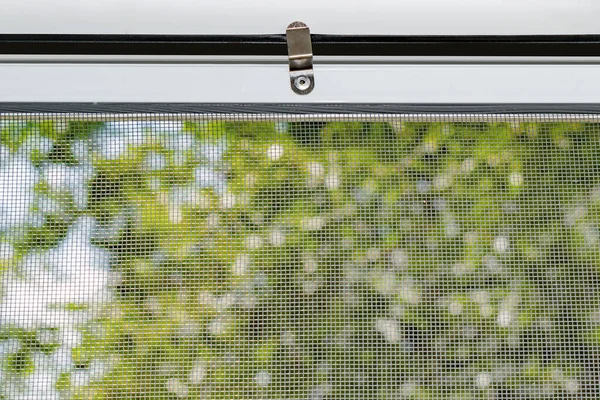 Sivrisinek ağından geçmeye çalışan bir sinek.