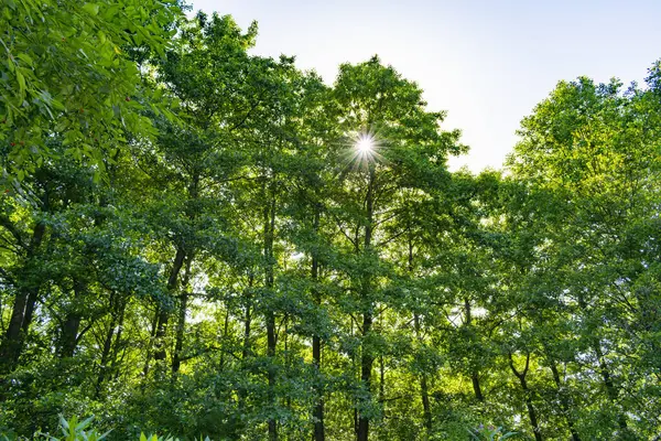 Utsikt Över Den Vilda Skogen Solig Dag — Stockfoto