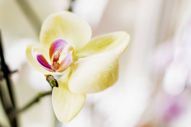 Ev çiçeği Bud, beyaz yakın plan.