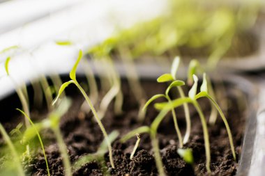 Pencerenin yanında sebze filizleri