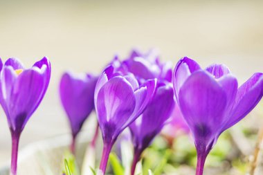 İlk bahar çiçekleri güneşli bir günde mordur.