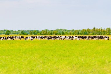 Açık bir tarlada geniş bir inek sürüsünü görmek