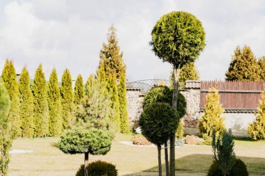 Özel bir evin bahçesinde dekoratif ağaçlar ve bitkiler.