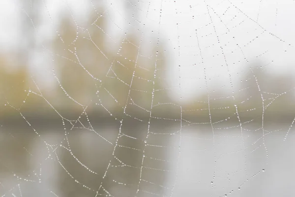 Pókhálók Esőcseppekkel Kerítésen Vízparton Ősszel — Stock Fotó