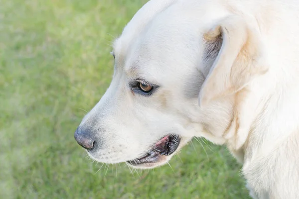 Dorosły Blond Pies Labrador Bawiący Się Podwórku Jesienią Wieczorem — Zdjęcie stockowe