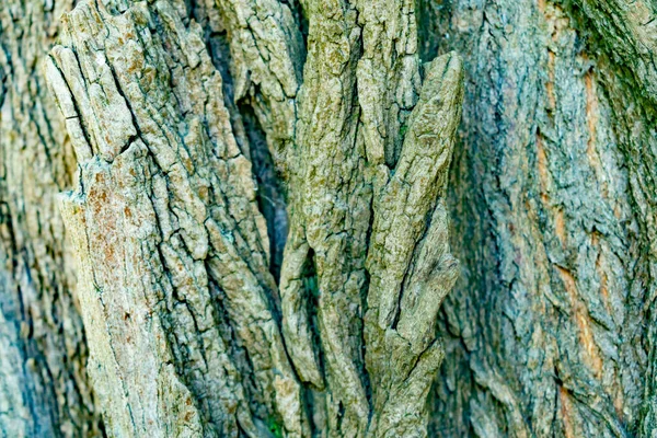 Fragmento Casca Árvore Acácia — Fotografia de Stock