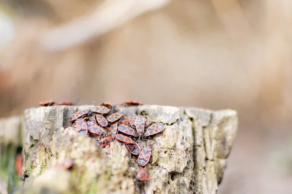 Large Colony Insects Red Color Tree — Stock Photo, Image