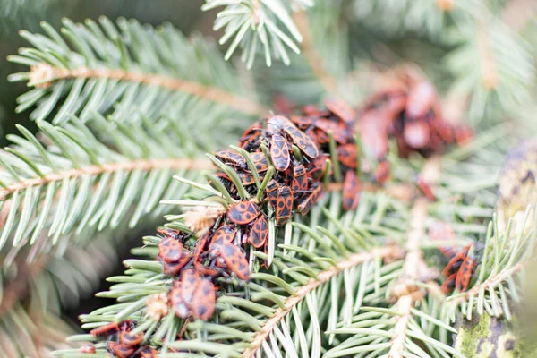 木の上に赤い色の昆虫の大規模なコロニー — ストック写真