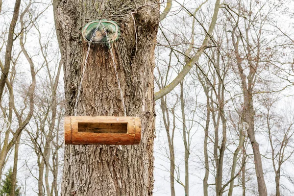 Wooden bird feeder on a tree in a city Park