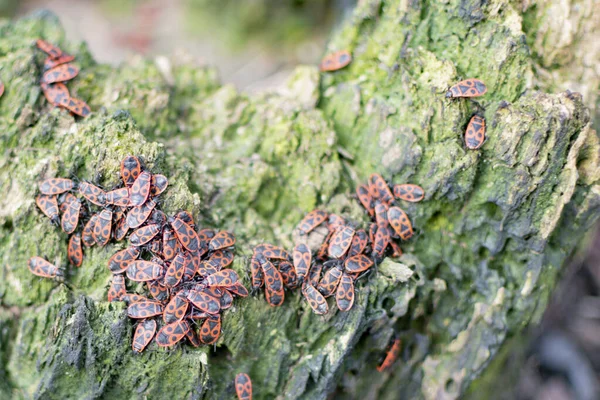 Large Colony Insects Red Color Tree — Stock Photo, Image