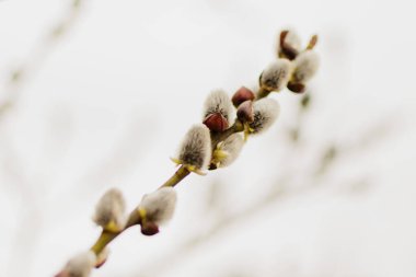 İlkbaharda dalların şiş, yumuşak tomurcukları