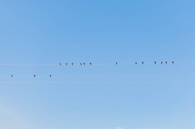 Güneşli bir sonbahar gününde bir kuş sürüsü yüksek voltajlı kablolarda oturur.