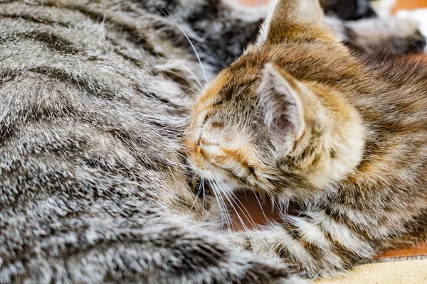 Gato Alimentando Gatitos Con Leche —  Fotos de Stock