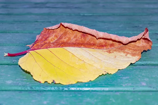 Duży Zgniły Żółty Liść Jesieni — Zdjęcie stockowe