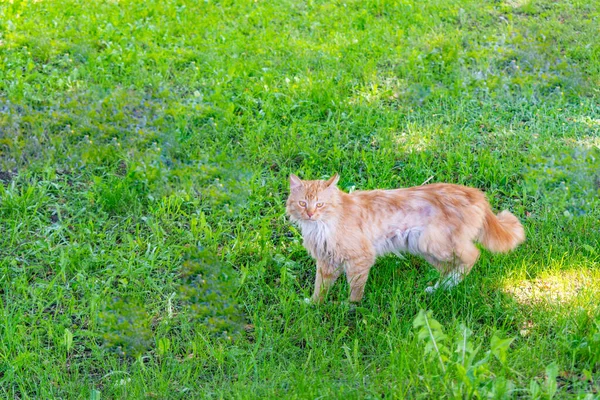 Viejo Gato Asqueroso Ciudad Roja — Foto de Stock