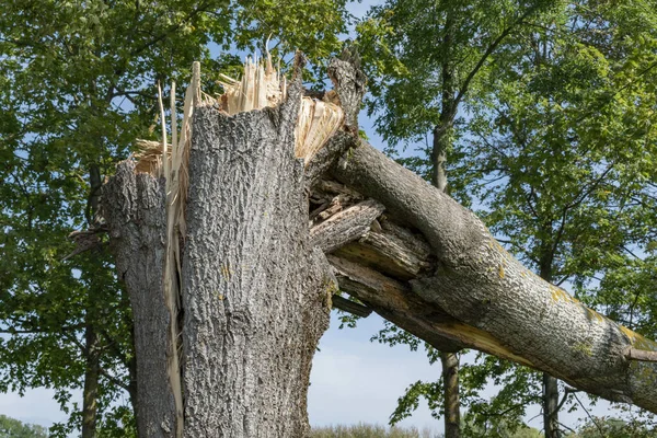 Broken trees after a strong hurricane