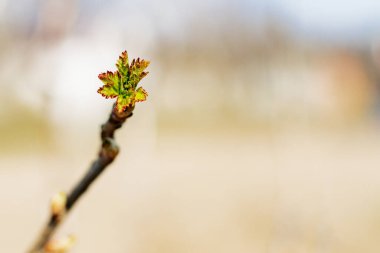 Genç Bud baharda ağaçta filizlenir.