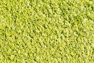 Bataklık çamuru yeşildir. Desen resmi