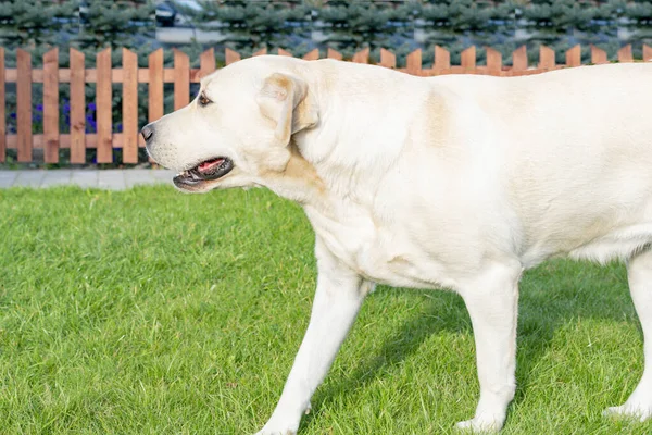 Adulto Perro Ligero Labrador Jugando Patio — Foto de Stock