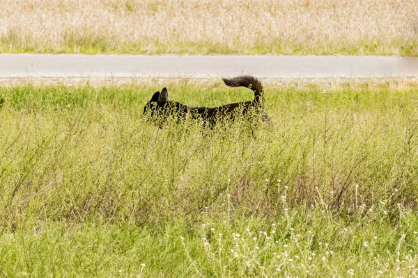 Czarny Dziki Pies Biegający Trawie — Zdjęcie stockowe