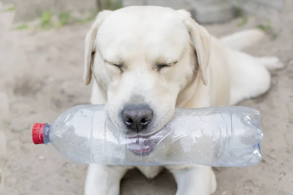 Dorosły Blond Pies Labrador Bawiący Się Podwórku Jesienią Wieczorem — Zdjęcie stockowe