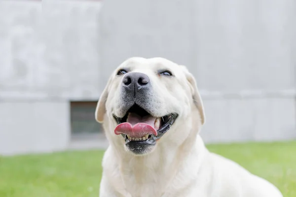 Dorosły Blond Pies Labrador Bawiący Się Podwórku Jesienią Wieczorem — Zdjęcie stockowe