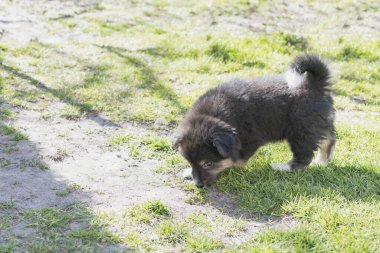 Köpek tüylü köpek evin yakınındaki bahçede yürüyor.
