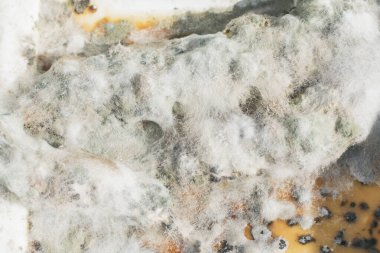 Beyaz küfle kaplanmış hasarlı ürün