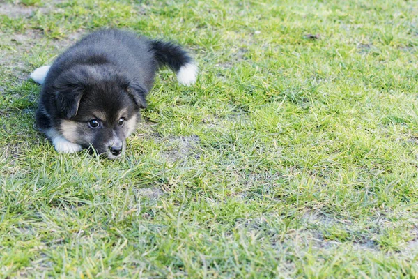 Hond Pluizig Puppy Wandelingen Tuin Buurt Van Het Huis — Stockfoto