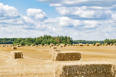 Hasattan sonra tarlada saman balyaları