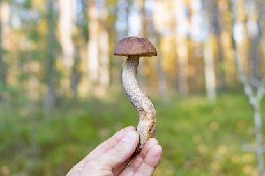 Sonbaharda yenebilir mantarlar Kahverengi şapkalı güneşli ormanlarda