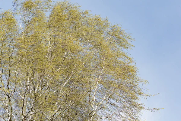 Boom Berken Met Jonge Bladeren Wind — Stockfoto