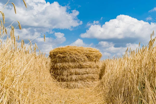 Bound Bale Hay Lying Field — Stock Photo, Image