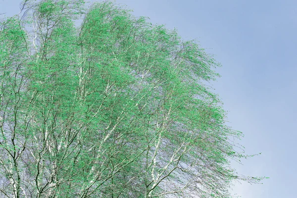 Träd Björk Med Unga Blad Vinden — Stockfoto