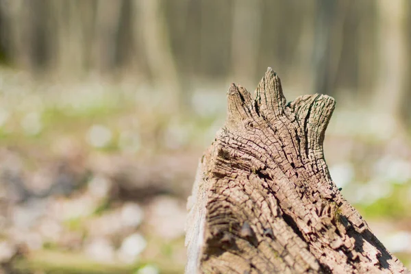 Ένα Γέρικο Σάπιο Κούτσουρο Ένα Ηλιόλουστο Δάσος — Φωτογραφία Αρχείου