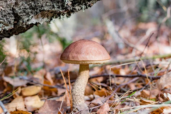 Las Setas Bosque Otoñal Bajo Las Hojas Día Caliente — Foto de Stock