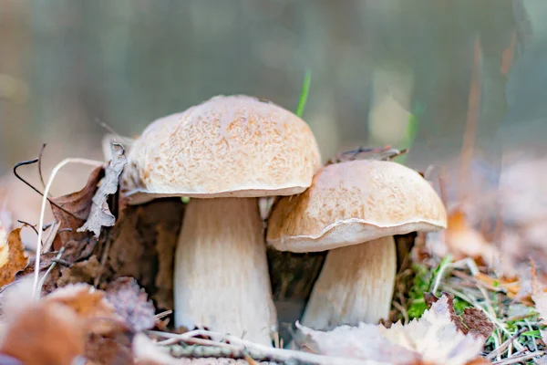 Pilze Herbstwald Unter Laub Warmer Tag — Stockfoto