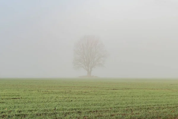 Een Eenzame Boom Een Veld Buiten Stad Ochtend Mist — Stockfoto