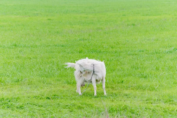 Weiße Ziege Weidet Auf Einem Feld Mit Grünem Gras — Stockfoto