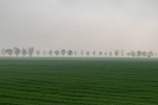 Paisaje Matutino Del Campo Fuera Ciudad Una Espesa Niebla — Foto de Stock